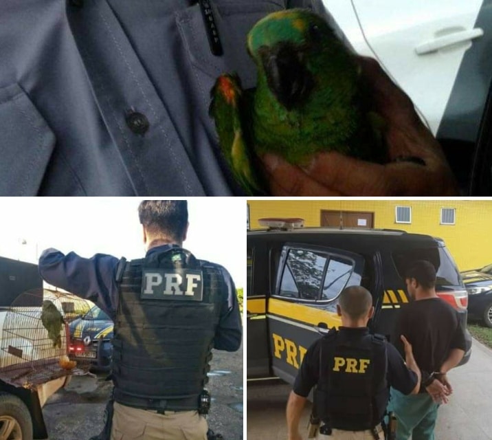 PRF prende motorista cego que para dirigir, usava um papagaio como GPS