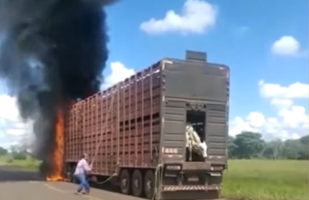 Video mostra caminhoneiro salvando carga de bois durante o incêndio