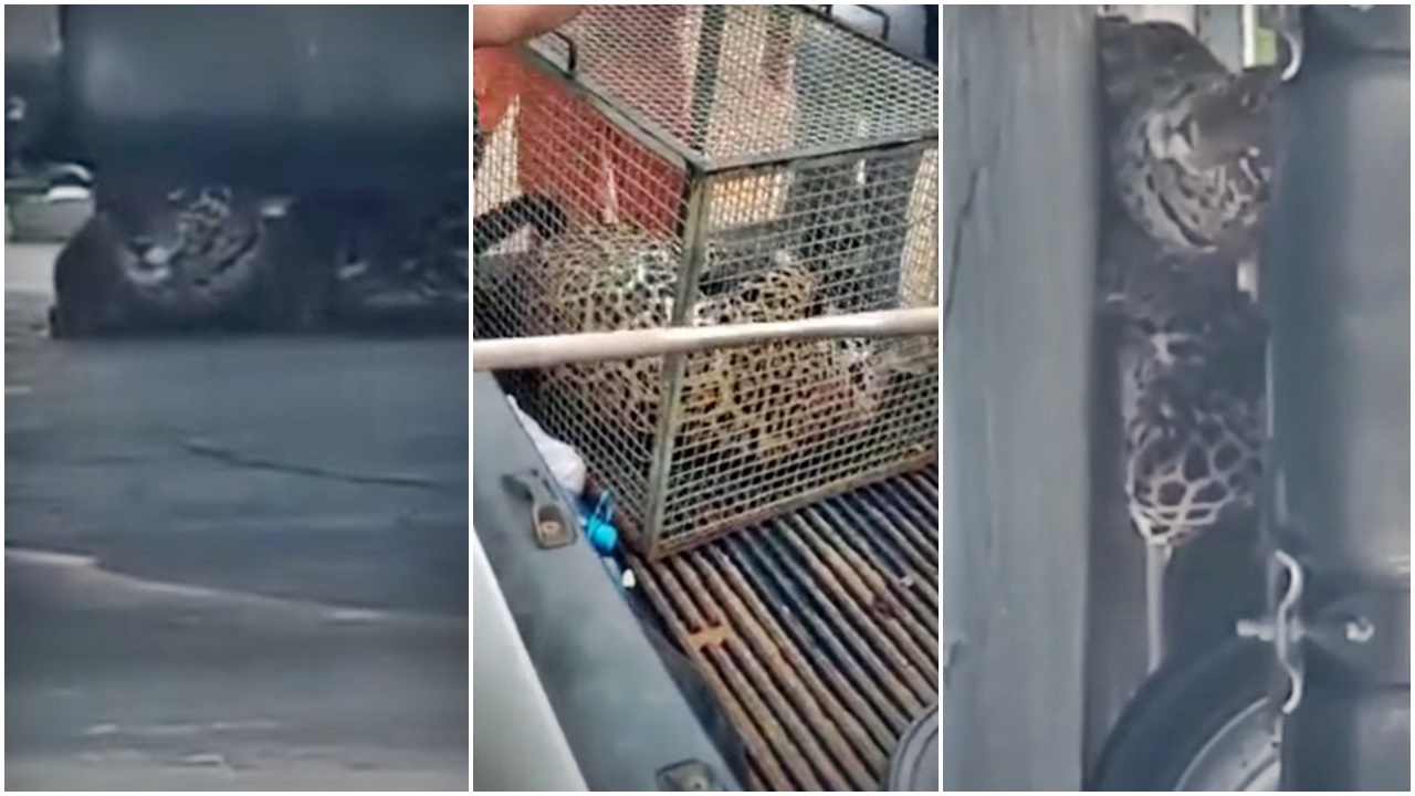 Vídeo mostra uma onça que foi encontrada debaixo de caminhão