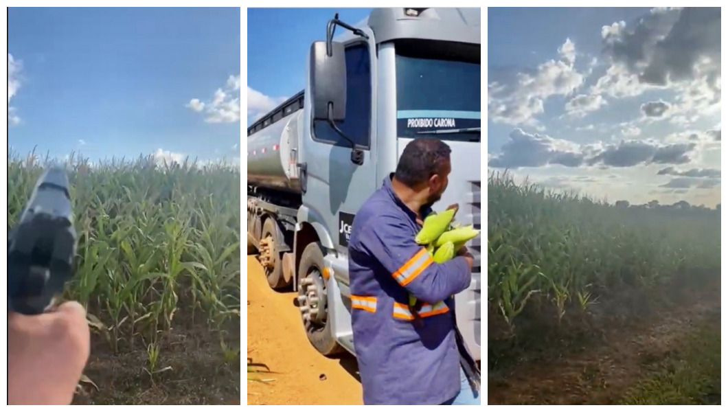 Gerente de fazenda é ameaçado de morte após humilhar caminhoneiro que pegou espigas de milho