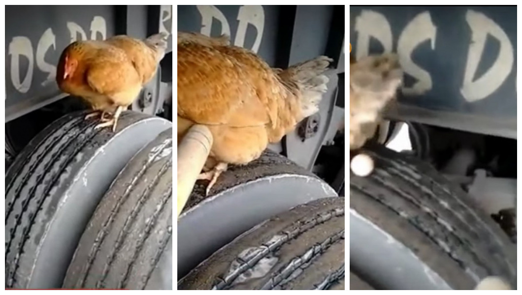 Caminhoneiro que viajou de Curitiba até São Paulo com galinha em pneu e ainda colocou um ovo