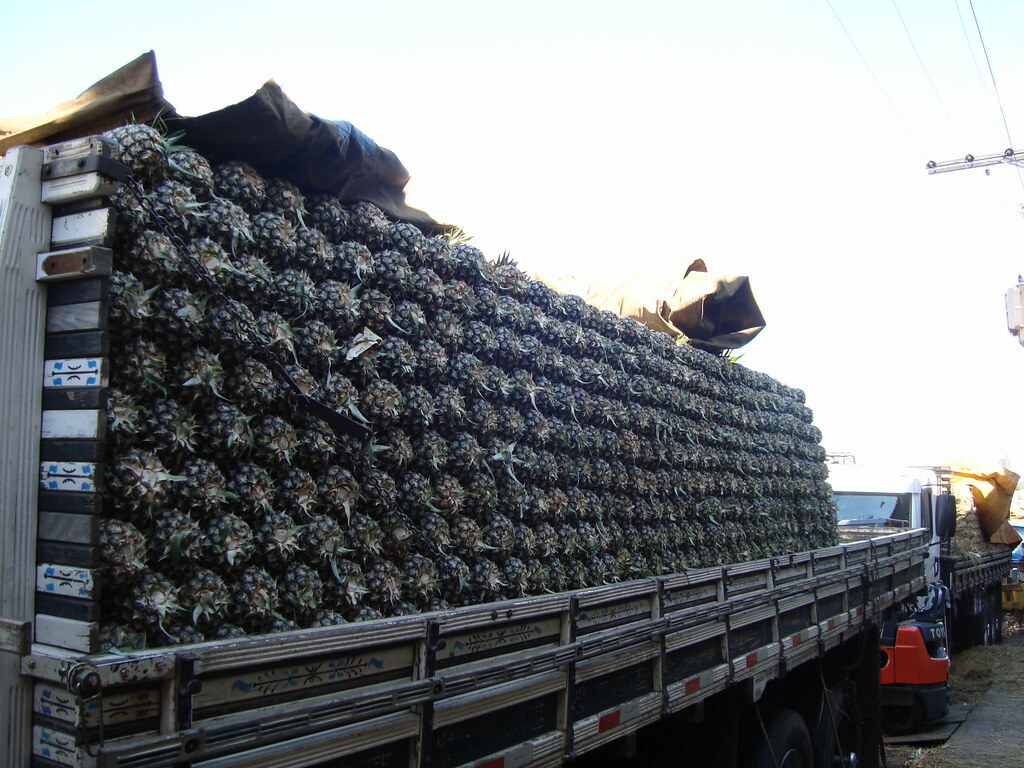 Caminhoneiros autônomos tem que ensacar carga de abacaxi para PRF não apreender carga