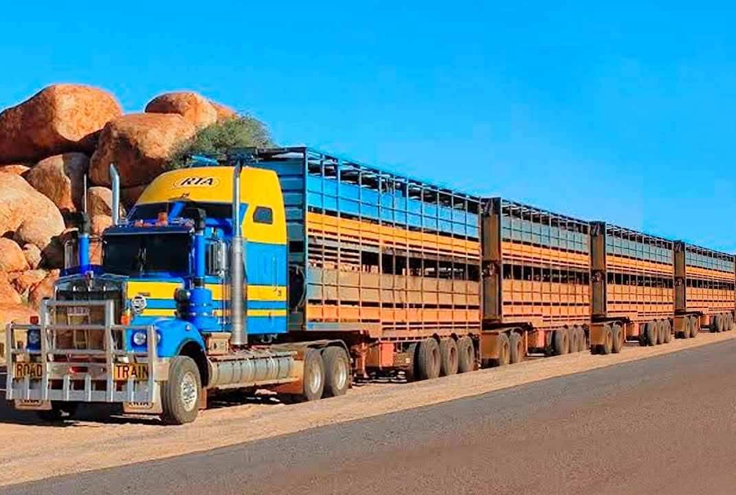 Conheça o maior caminhão rural de gado do mundo