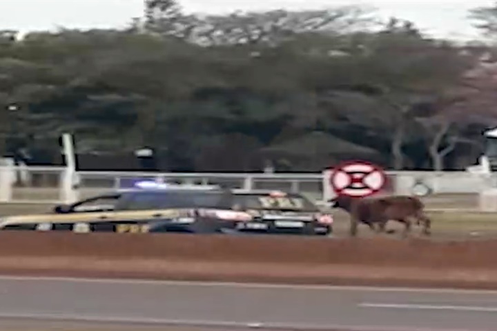 Boi corre entre os carros na BR-277 e PRF escolta o animal para fora da via em Cascavel
